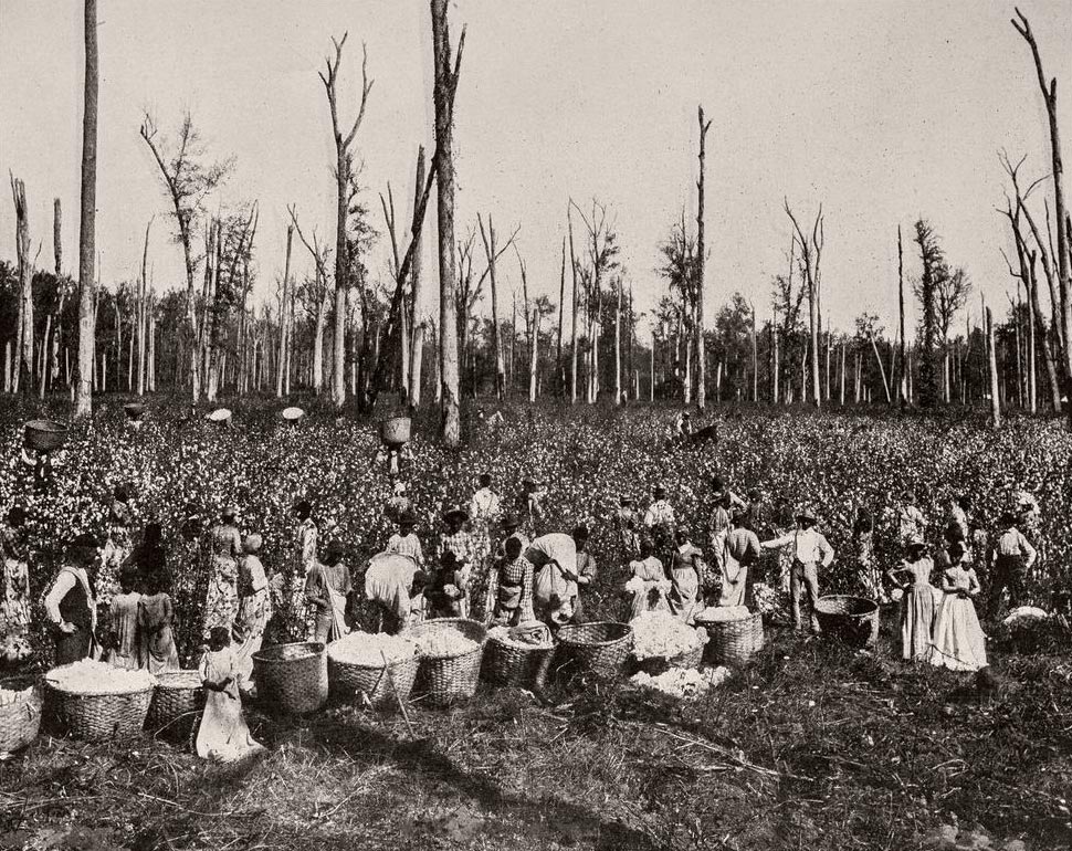 Persones treballant a les plantacions