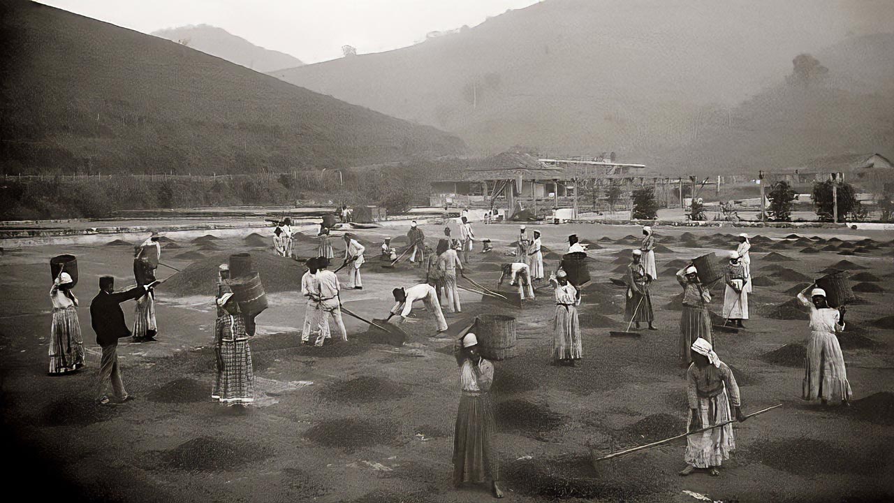 Persones treballant a les plantacions