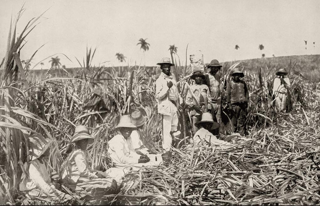 Persones treballant a les plantacions
